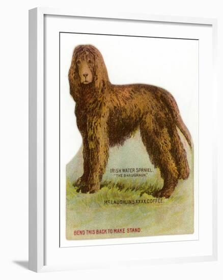 Irish Water Spaniel-null-Framed Giclee Print