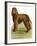 Irish Water Spaniel-null-Framed Giclee Print