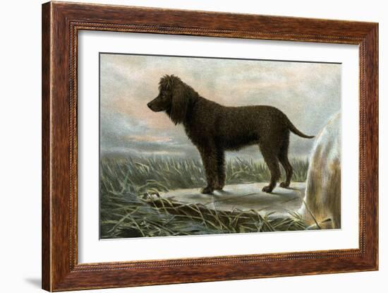 Irish Water Spaniels-Vero Shaw-Framed Art Print