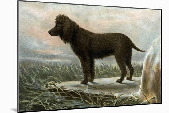 Irish Water Spaniels-Vero Shaw-Mounted Art Print