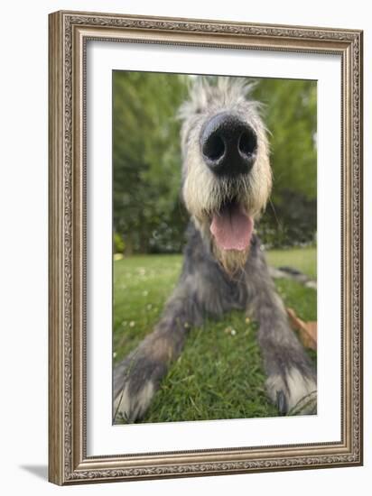 Irish Wolfhound, Close-Up of Head and Nose-null-Framed Photographic Print