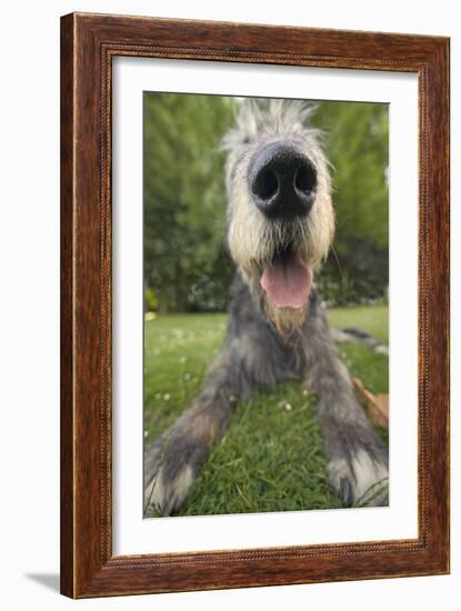 Irish Wolfhound, Close-Up of Head and Nose-null-Framed Photographic Print
