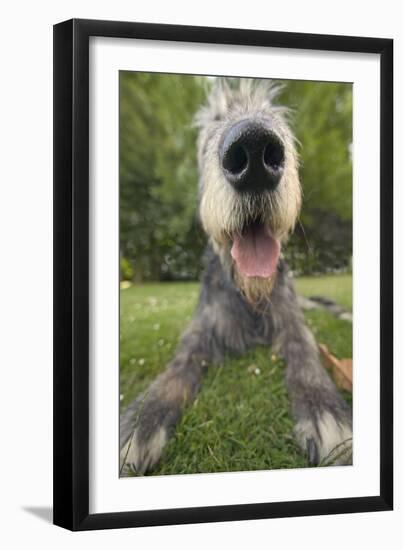 Irish Wolfhound, Close-Up of Head and Nose-null-Framed Photographic Print