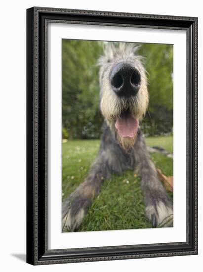 Irish Wolfhound, Close-Up of Head and Nose-null-Framed Photographic Print