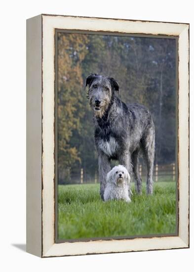 Irish Wolfhound with Maltese Dog-null-Framed Premier Image Canvas