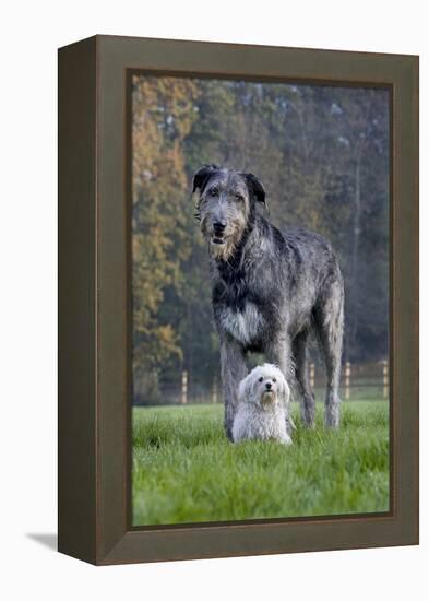 Irish Wolfhound with Maltese Dog-null-Framed Premier Image Canvas