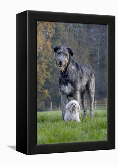 Irish Wolfhound with Maltese Dog-null-Framed Premier Image Canvas