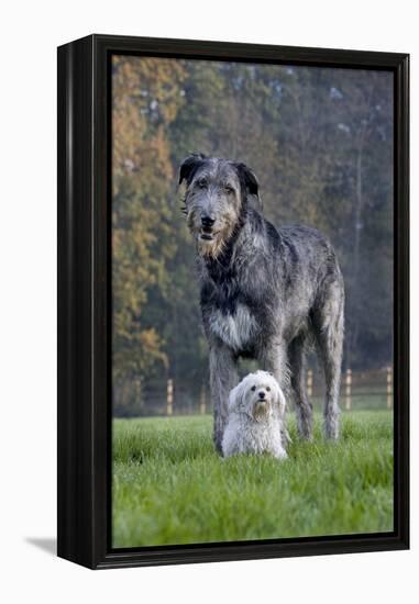 Irish Wolfhound with Maltese Dog-null-Framed Premier Image Canvas