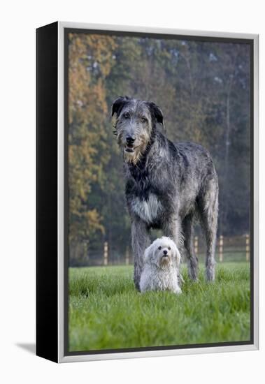 Irish Wolfhound with Maltese Dog-null-Framed Premier Image Canvas