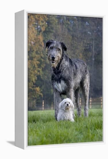 Irish Wolfhound with Maltese Dog-null-Framed Premier Image Canvas