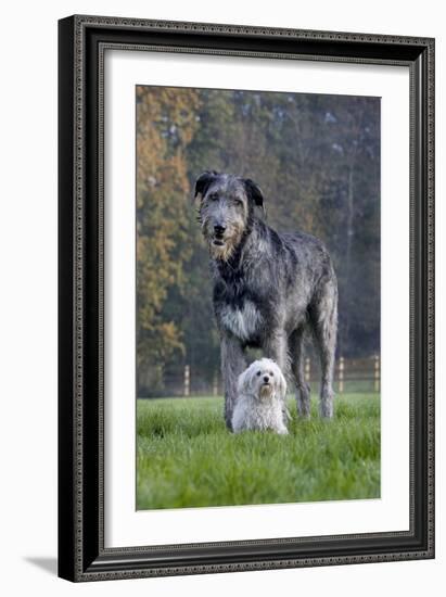 Irish Wolfhound with Maltese Dog-null-Framed Photographic Print