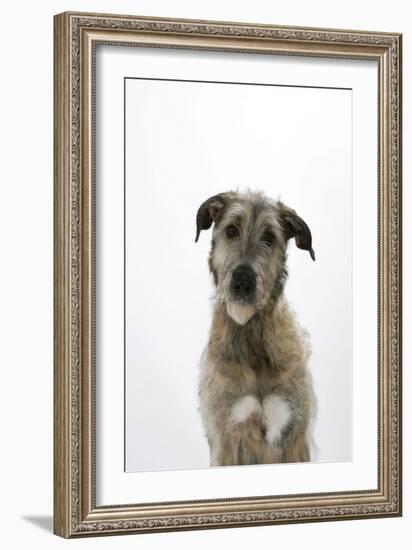 Irish Wolfhound-null-Framed Photographic Print