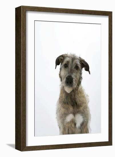 Irish Wolfhound-null-Framed Photographic Print