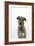 Irish Wolfhound-null-Framed Photographic Print