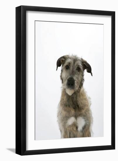 Irish Wolfhound-null-Framed Photographic Print