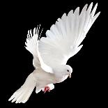 A Free Flying White Dove Isolated On A Black Background-Irochka-Art Print
