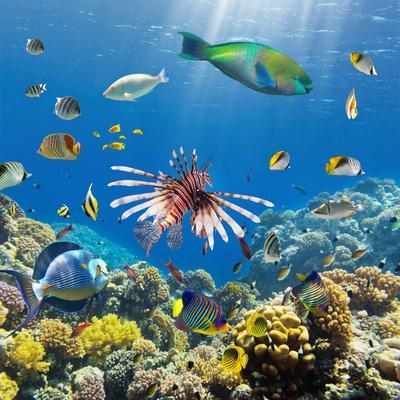 'Photo of a Tropical Fish on a Coral Reef' Photographic Print - Irochka ...