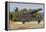 Iron cannon sitting on the outskirts of Castillo de la Real Fuerza on the western edge of Havana-Mallorie Ostrowitz-Framed Premier Image Canvas