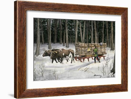 Iroquois Man Transporting Cut Timber by Ox-Drawn Sledge, 1890s-null-Framed Premium Giclee Print