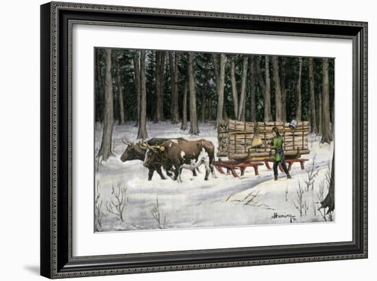 Iroquois Man Transporting Cut Timber by Ox-Drawn Sledge, 1890s-null-Framed Premium Giclee Print