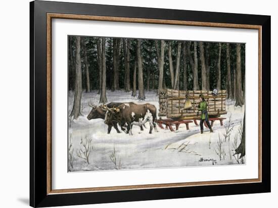 Iroquois Man Transporting Cut Timber by Ox-Drawn Sledge, 1890s-null-Framed Giclee Print