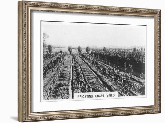 Irrigating Grape Vines, Australia, 1928-null-Framed Giclee Print
