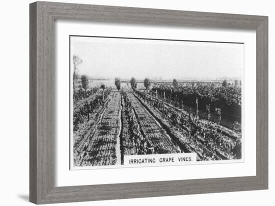 Irrigating Grape Vines, Australia, 1928-null-Framed Giclee Print