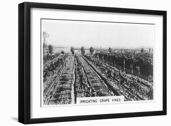 Irrigating Grape Vines, Australia, 1928-null-Framed Giclee Print