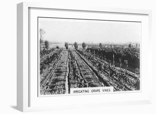 Irrigating Grape Vines, Australia, 1928-null-Framed Giclee Print