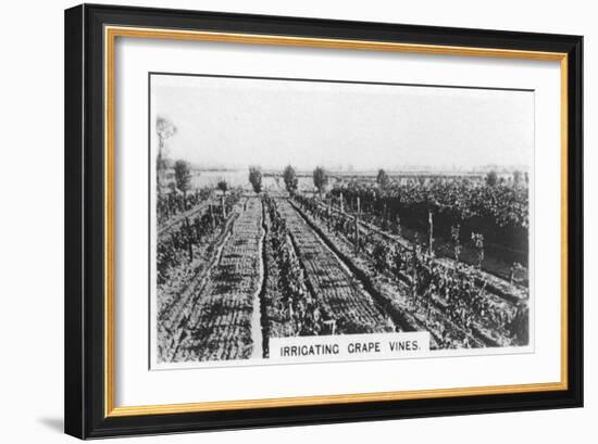 Irrigating Grape Vines, Australia, 1928-null-Framed Giclee Print