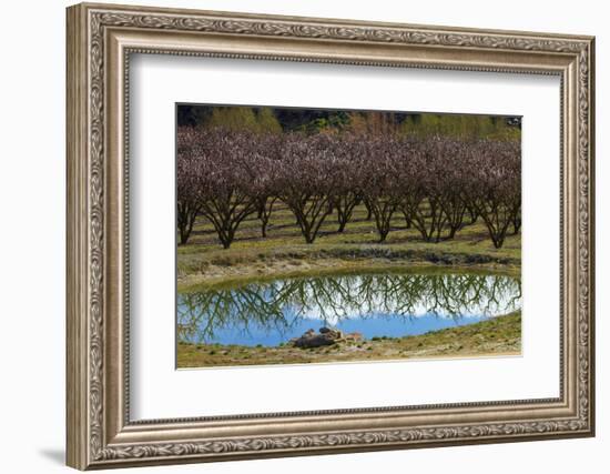 Irrigation Dam and Orchard in Blossom, Alexandra, Central Otago, South Island, New Zealand-David Wall-Framed Photographic Print