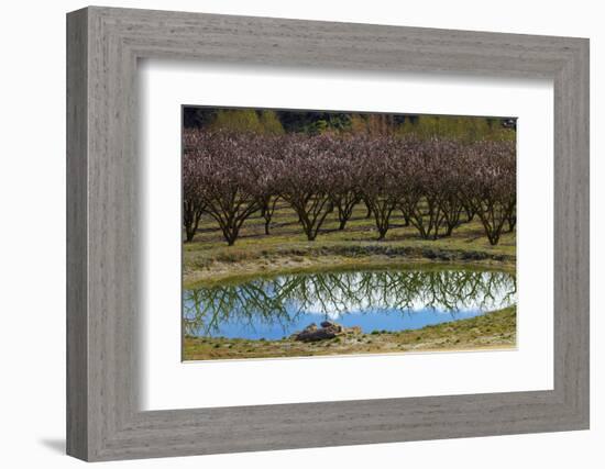 Irrigation Dam and Orchard in Blossom, Alexandra, Central Otago, South Island, New Zealand-David Wall-Framed Photographic Print