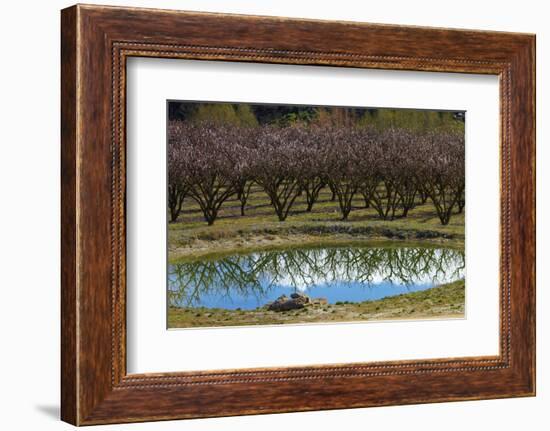 Irrigation Dam and Orchard in Blossom, Alexandra, Central Otago, South Island, New Zealand-David Wall-Framed Photographic Print