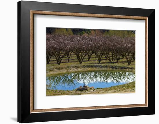 Irrigation Dam and Orchard in Blossom, Alexandra, Central Otago, South Island, New Zealand-David Wall-Framed Photographic Print