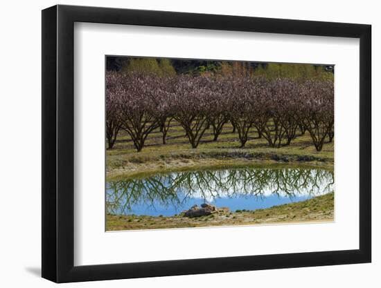 Irrigation Dam and Orchard in Blossom, Alexandra, Central Otago, South Island, New Zealand-David Wall-Framed Photographic Print