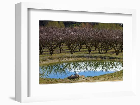 Irrigation Dam and Orchard in Blossom, Alexandra, Central Otago, South Island, New Zealand-David Wall-Framed Photographic Print