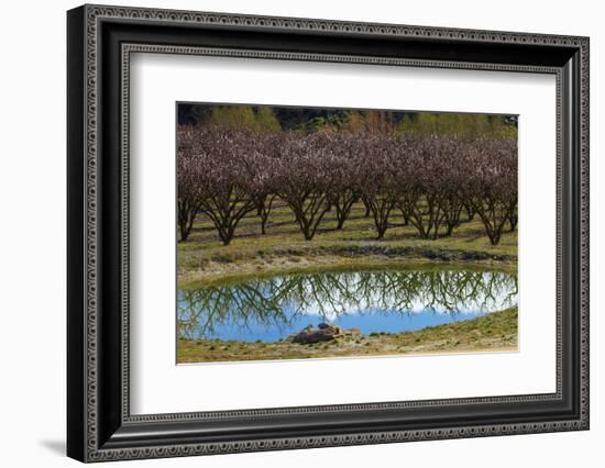 Irrigation Dam and Orchard in Blossom, Alexandra, Central Otago, South Island, New Zealand-David Wall-Framed Photographic Print