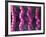 Irritable Bowel Syndrome-David Mack-Framed Photographic Print