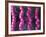 Irritable Bowel Syndrome-David Mack-Framed Photographic Print