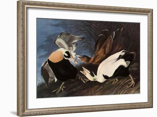 Irritated Common Eider-John James Audubon-Framed Giclee Print