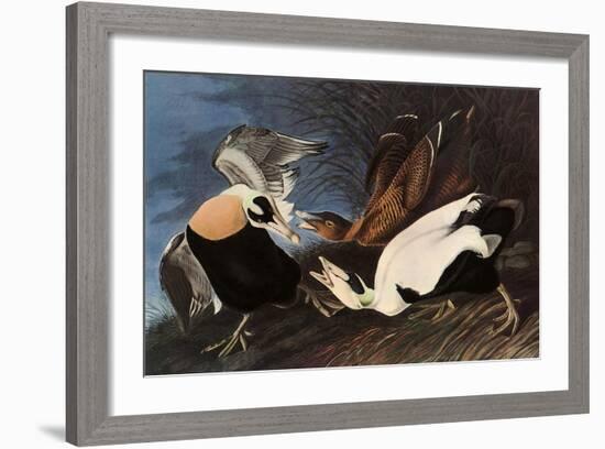 Irritated Common Eider-John James Audubon-Framed Giclee Print