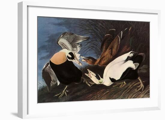 Irritated Common Eider-John James Audubon-Framed Giclee Print