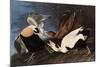Irritated Common Eider-John James Audubon-Mounted Giclee Print