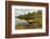 Irwin Lake and Bog, Hiawatha National Forest, Upper Peninsula of Michigan-Adam Jones-Framed Photographic Print