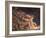 Isaak Newton, 1795-William Blake-Framed Giclee Print