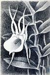 Pinvicula 1948-Isabel Alexander-Giclee Print