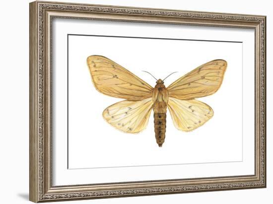 Isabella Tiger Moth (Isia Isabella), Insects-Encyclopaedia Britannica-Framed Art Print