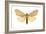 Isabella Tiger Moth (Isia Isabella), Insects-Encyclopaedia Britannica-Framed Art Print