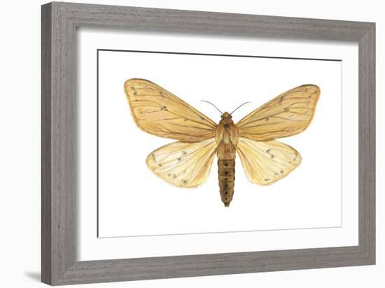 Isabella Tiger Moth (Isia Isabella), Insects-Encyclopaedia Britannica-Framed Art Print