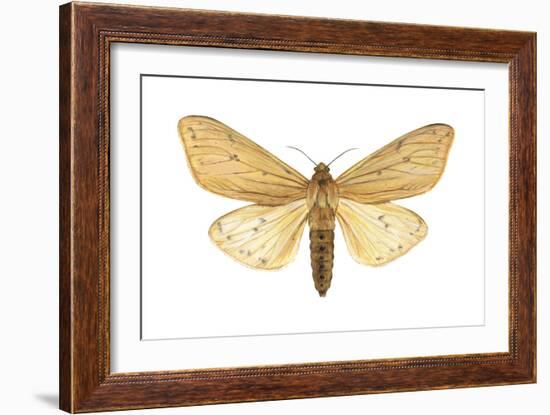 Isabella Tiger Moth (Isia Isabella), Insects-Encyclopaedia Britannica-Framed Art Print